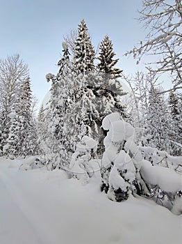 Landscapes of Russia - snow-covered trees against a blue sky