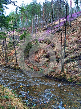 Landscapes stream. Mountain landskape. Background wilderness