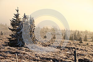 Landscapes of the Vosges mountains in winter