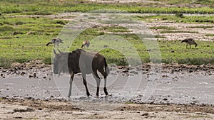 Landscapes with The Wildebeests