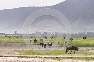 Landscapes with The Wildebeests and Zebras