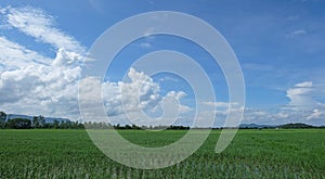Landscapeâ€‹ beautifulâ€‹ blueâ€‹ skyâ€‹ andâ€‹ Cloudyâ€‹ withâ€‹ Greenâ€‹ riceâ€‹ fields.â€‹
