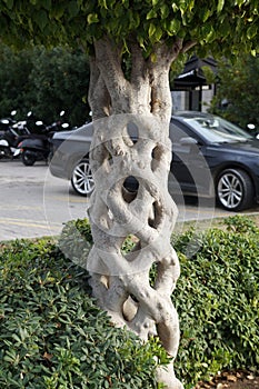 Landscaping, artificially intertwined trunks of a large ficus in the park