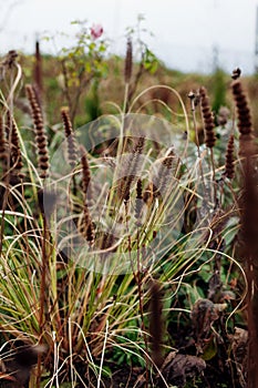 Landscaping of autumn garden. Pennisetum ornamental grass, Agastache seedpods and dry cone flowers grow in fall border