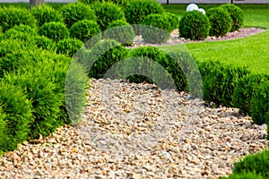 Landscaping of a backyard garden with ornamental growth thuja.