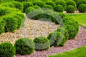 Landscaping of a backyard garden with wave ornamental growth cypress bushes.