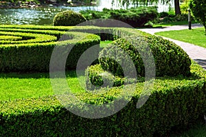 Landscaping boxwood hedge with a lawn.
