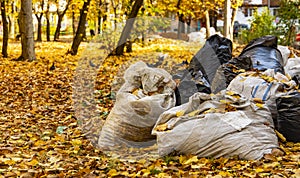 Landscaping cleaning garbage bags in park outdoor autumn September nature environment space with falling leaves