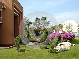 Landscaping with clipped trees.