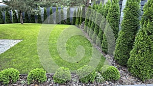 Green arborvitae planted in a row on a green lawn. Landscaping in the courtyard of a private house. Thuja living fence