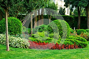 Landscaping of flower beds with flowers and green bushes.