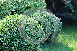 Landscaping of a garden with a bright green lawn and decorative evergreen shaped boxwood Buxus Sempervirens. Gardening concept