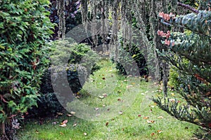 Landscaping of a garden with evergreen trees. Fallen leaves on a green lawn in autumn