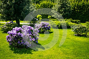 Landscaping in the garden. The path in the garden.Beautiful back