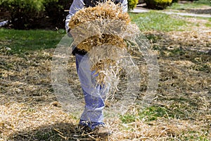 Landscaping gardener spreading straw mulch gardening housework