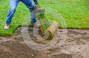 Landscaping laying new sod a backyard green lawn grass in rolls