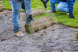 Landscaping laying new sod a backyard green lawn grass in rolls