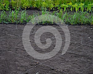 Landscaping. A lined plot of land for planting ornamental plants.