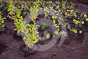 Landscaping. A lined plot of land for planting ornamental plants.