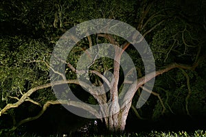 Landscaping - Oak Tree Lit At Night