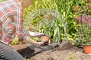 Landscaping planting flowers in a garden. Women taking out of pot flower and putting in soil. Hobbies and relaxing gardening