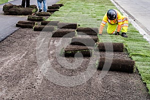 Landscaping sod installation work