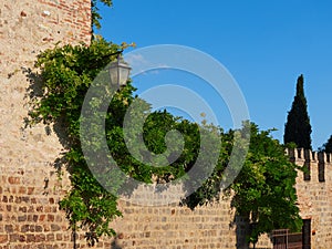 Landscaping on the street of the old town ARKUA PETRARKA, ITALY