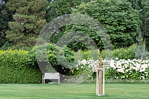 Landscaping of the territory with trees, a lawn, flowers and a white bench