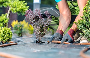 Landscaping Worker Building Trickle Irrigation System