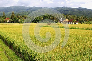 Landscape with rice fields, agricultural industries in Lovina, Bali, Indonesia photo