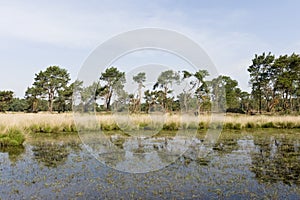 Landschap van Strabrechtse Heide, Landscape at Strabrechtse Heide