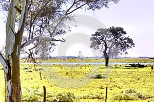 Landscpe Pasture fields and cattle