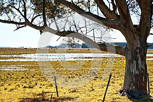 Landscpe Pasture fields and cattle