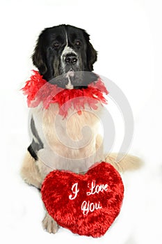 Landseer dog love st valentin romantic