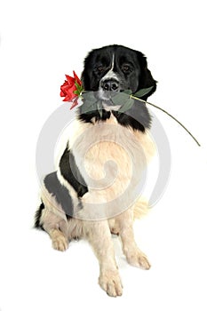 Landseer dog love st valentin romantic