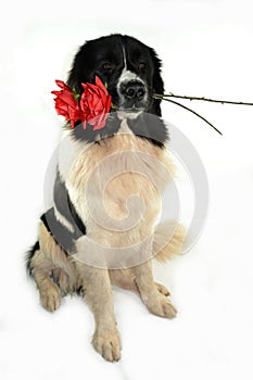 Landseer dog love st valentin romantic