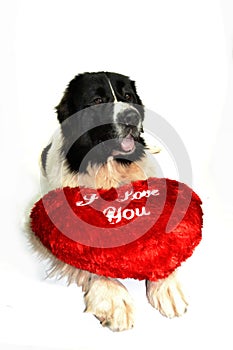 Landseer dog love st valentin romantic