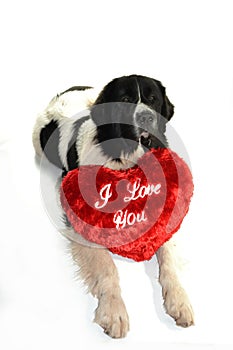 Landseer dog love st valentin romantic