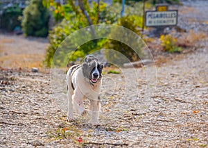 Landseer dog puppy