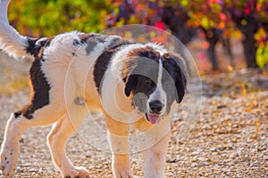 Landseer dog puppy