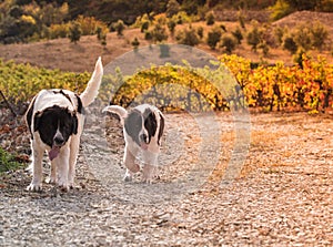 Landseer dog puppy