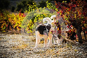 Landseer dog puppy