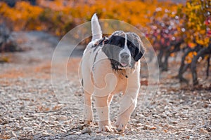 Landseer dog puppy