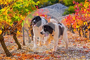 Landseer dog puppy