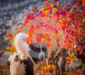 Landseer dog puppy