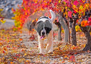 Landseer dog puppy