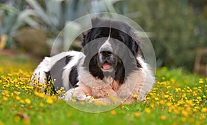 Landseer dog pure breed