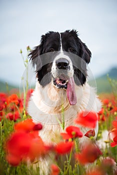 Landseer dog pure breed in poppy field flower