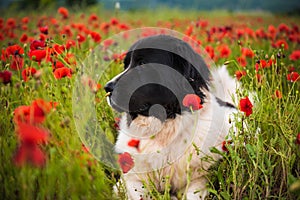 Landseer dog pure breed in poppy field flower