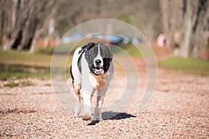 Landseer dog pure breed female puppy